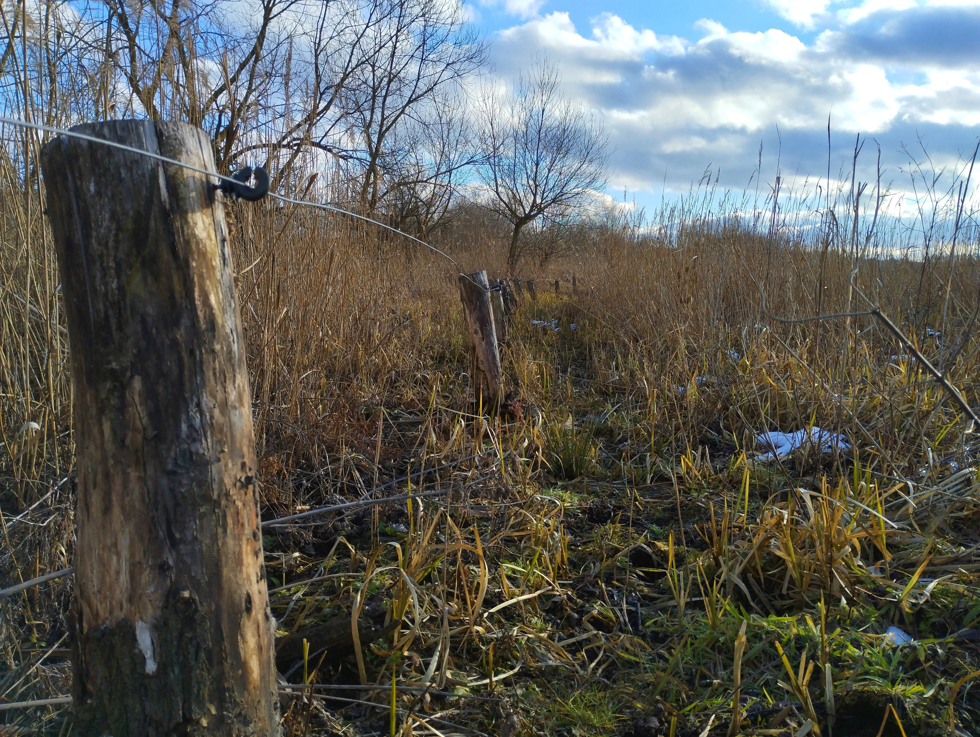 Dobre lastnosti, ki jih električni pastir ima